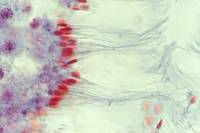 Spermatozoïdes de Mammifère dans un tube séminifère (testicule) x400